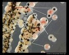 salmonella picture
